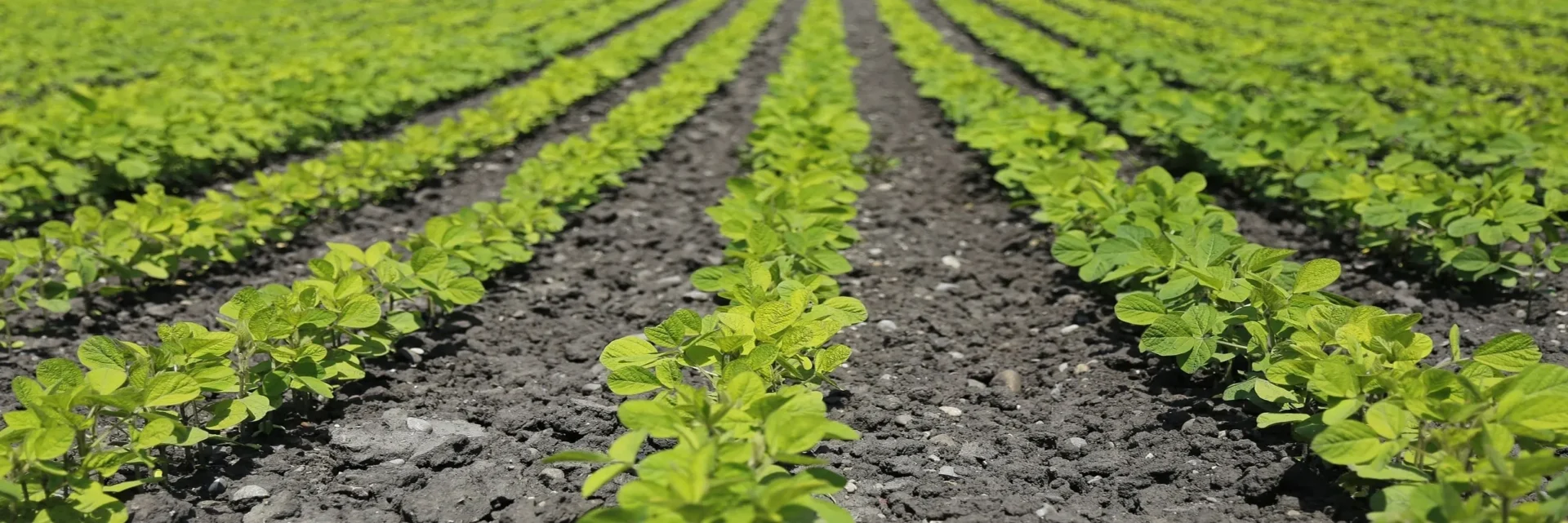 A field of green plants growing in the dirt.